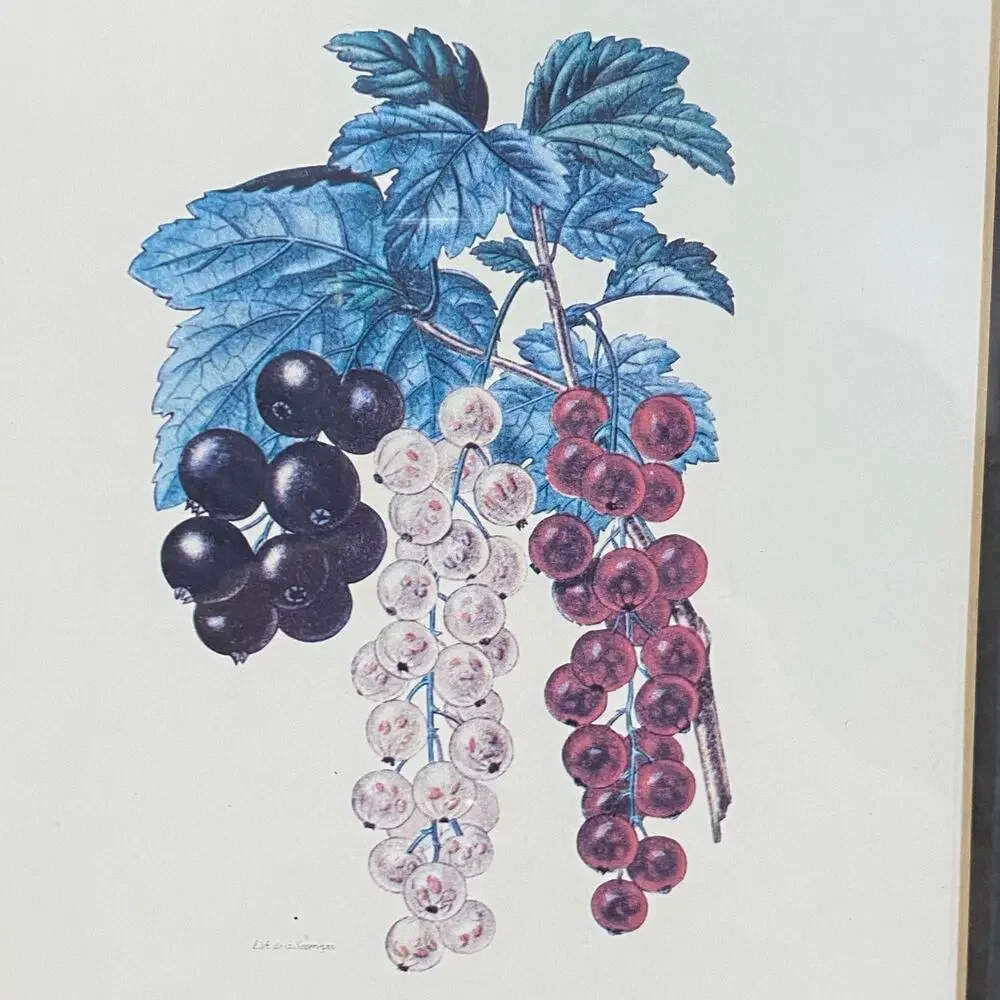 Botanical Lithograph Print Framed in Shadowbox Deep Walnut Solid Wood Frame